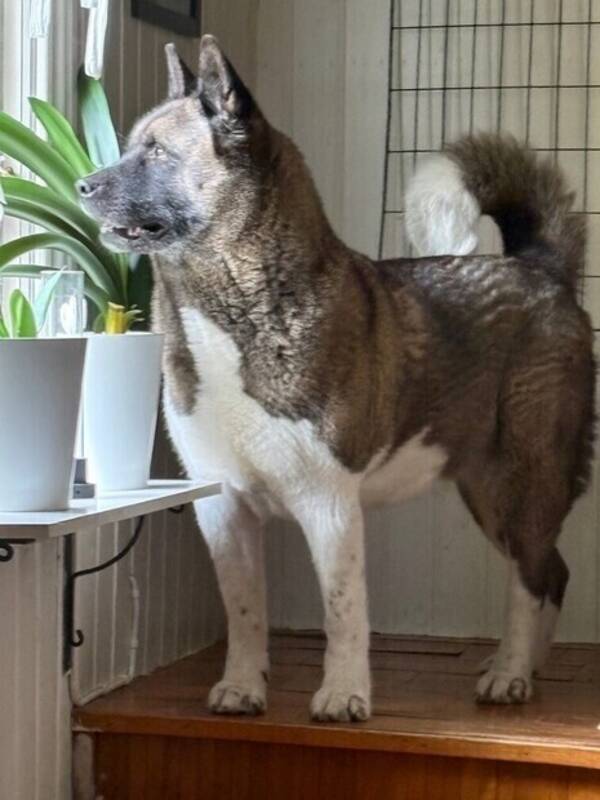 Hund - Akita tik
