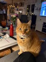 Bondkatt