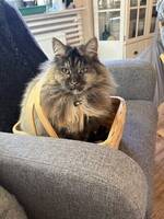 Manx och skogskatt