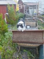 Ozzy och Tippex 