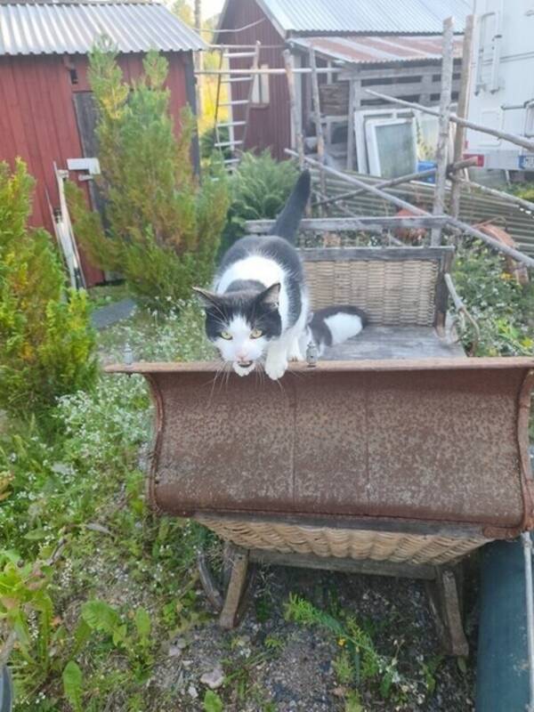 Katt - Ozzy och Tippex 
