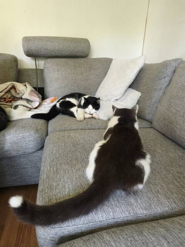 Katt - Ozzy och Tippex 