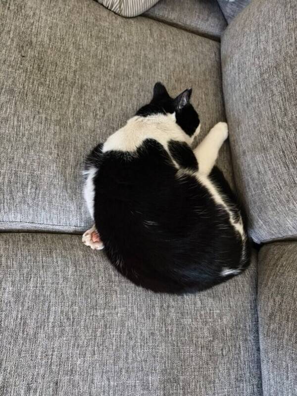 Katt - Ozzy och Tippex 