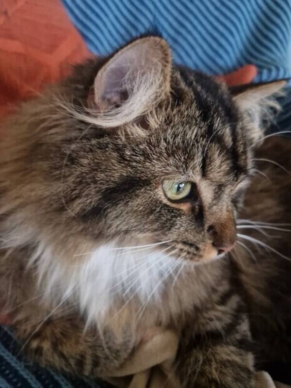 Katt - Långhårig sibirisk katt