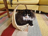 Långhårig katt