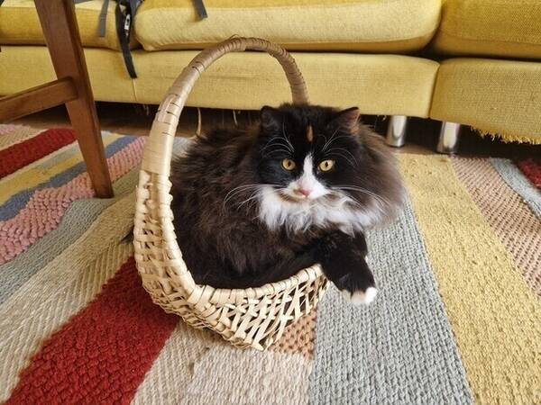 Katt - Långhårig katt