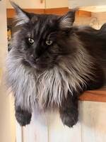 Maine Coon katten Bowie