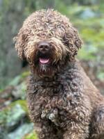 Spansk vattenhund-Sixten