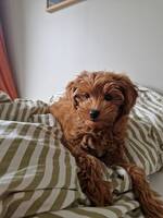 Maltipoo