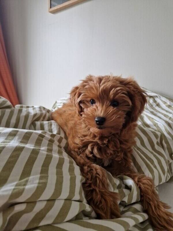 Hund - Maltipoo
