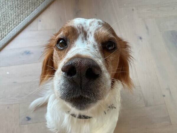 Hund - Hunden Hunter