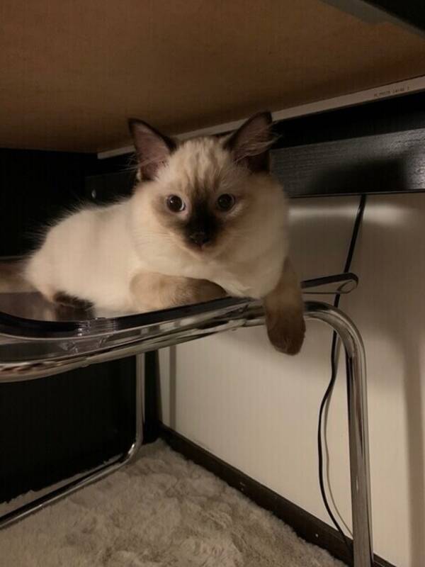 Katt - Louis