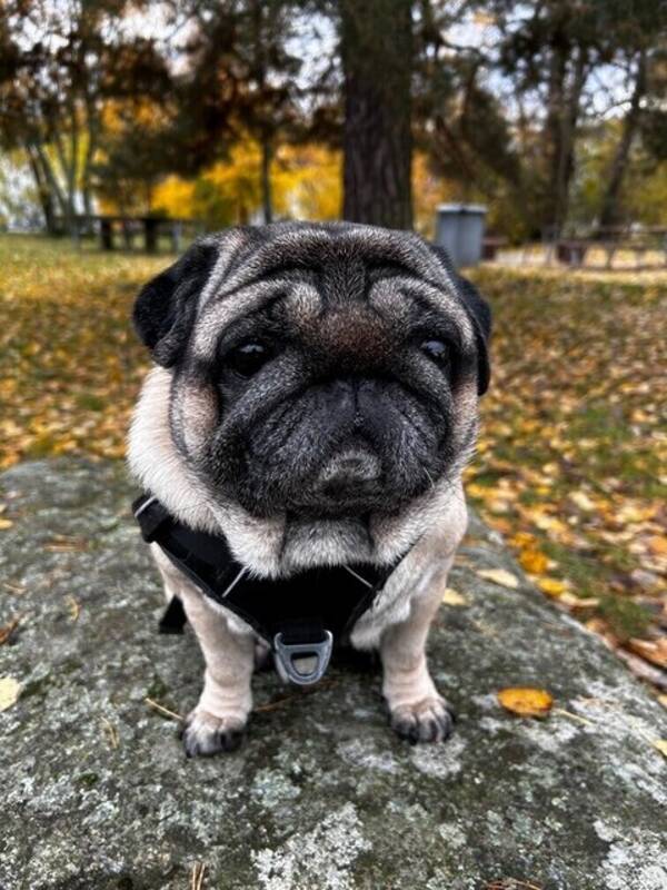 Hund - Mopsen Charlie 