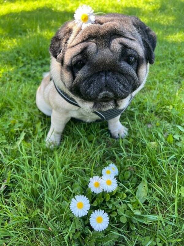 Hund - Mopsen Charlie 