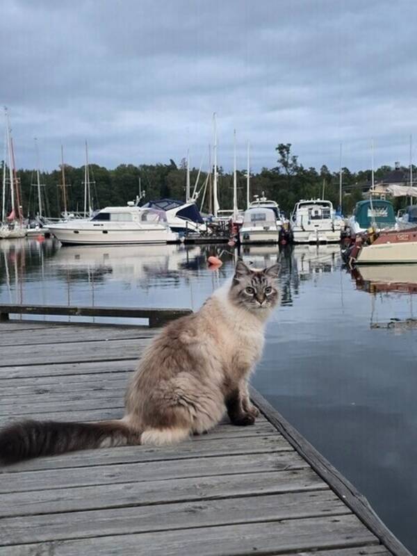 Katt - Cymek the Neva Masquerade