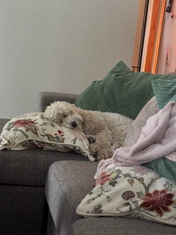 Hund - Cavapoo. Valp 