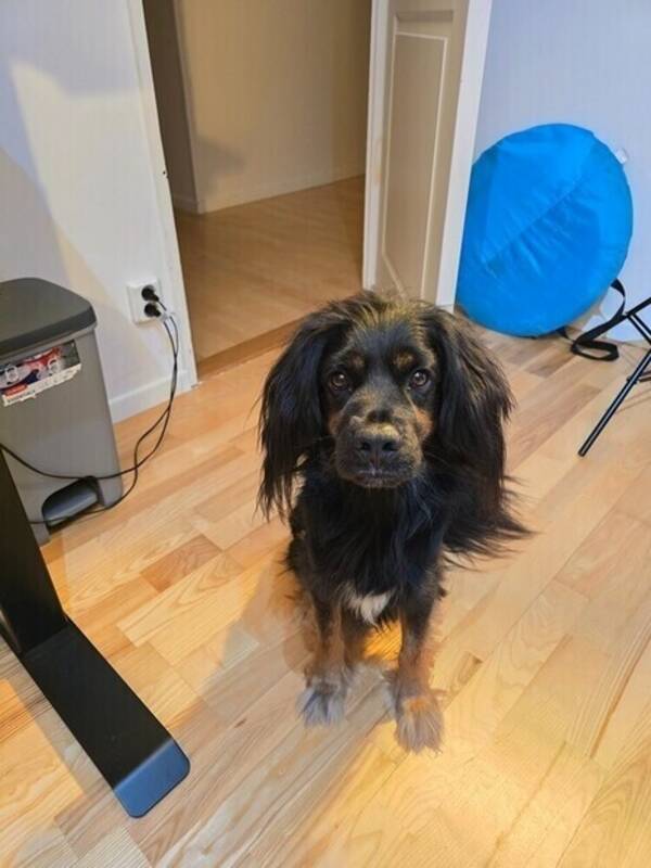 Hund - Charlie