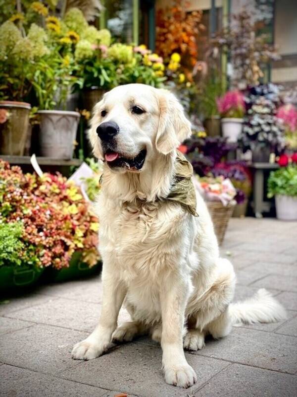 Hund - Gorgeous George - the Meryl Streep of ac