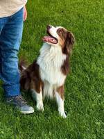 Hund 