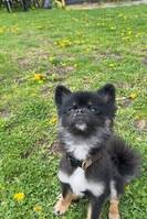 Pomeranien, Diesel