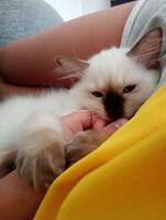 Ragdoll