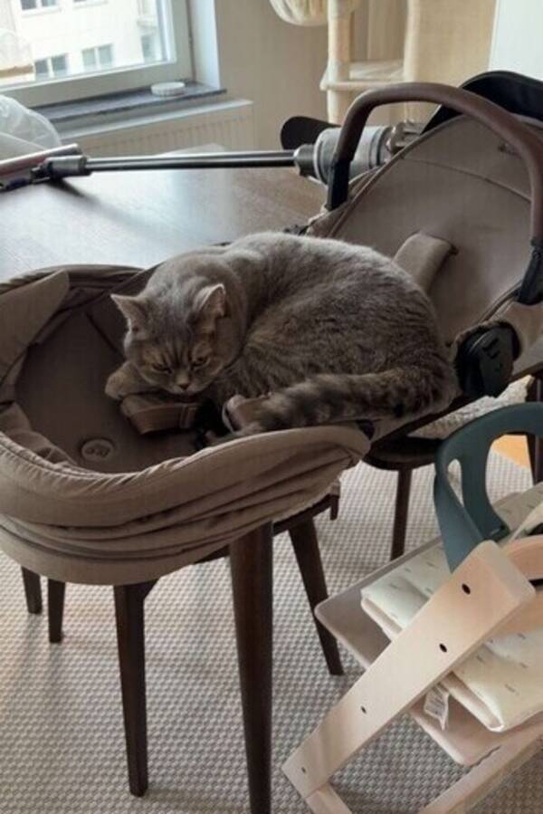 Katt - Britten Tony