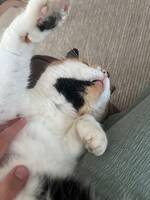 Bästa katten i världen