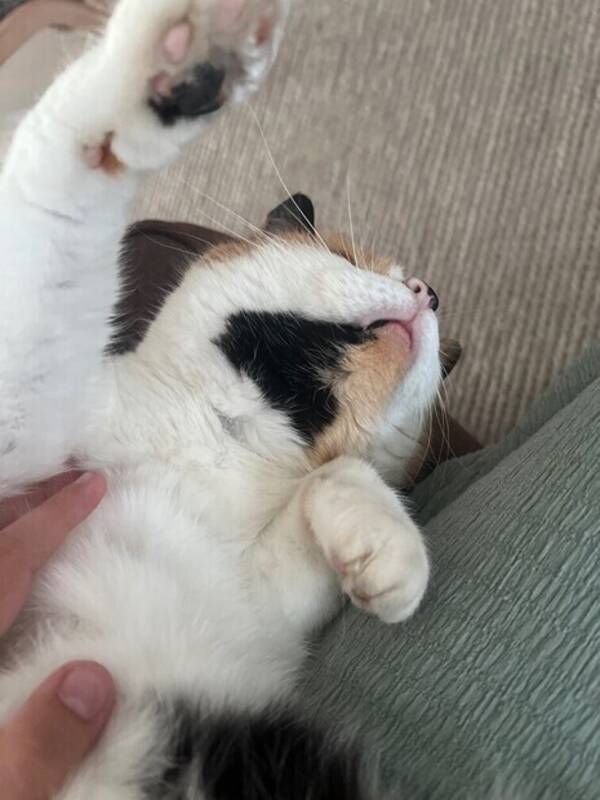 Katt - Bästa katten i världen