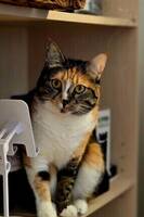 Calico cat Gerda