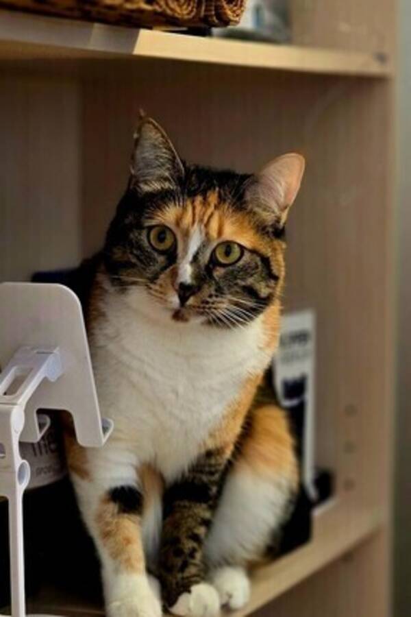 Katt - Calico cat Gerda