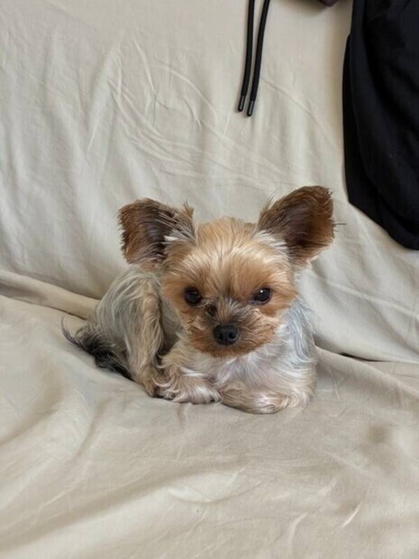 Hund - Small Yorkshire