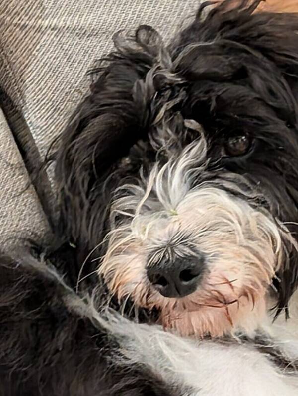 Hund - Nalle 