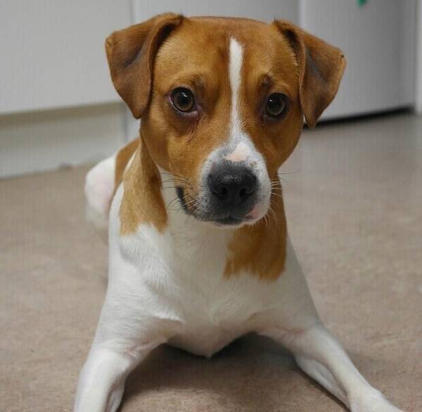 Hund - Dansk-svenska gårdshunden Bullen