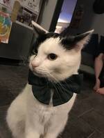 Billy Bonansa