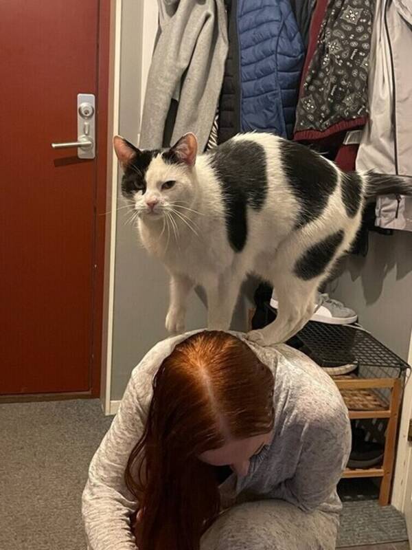 Katt - Billy Bonansa