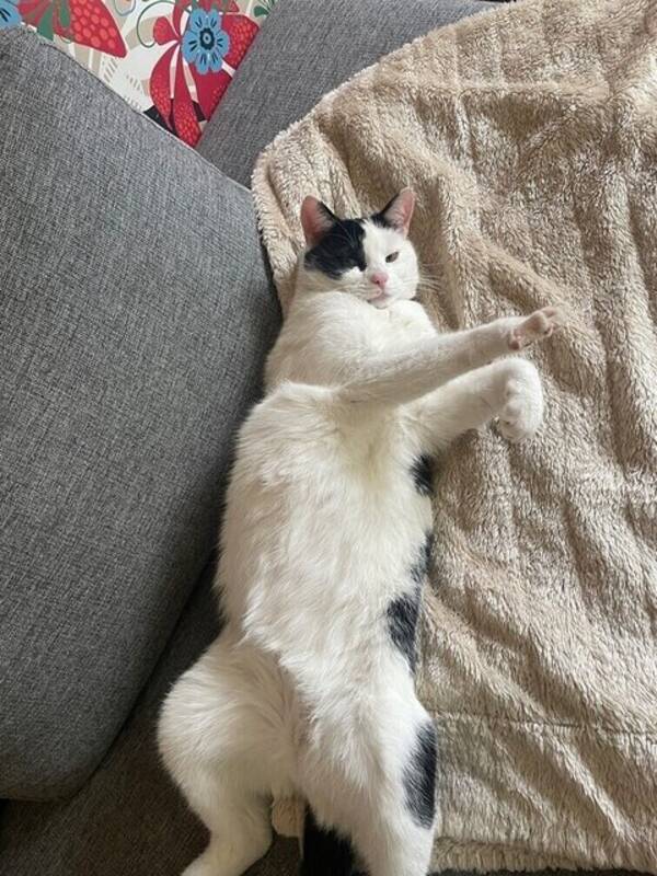 Katt - Billy Bonansa