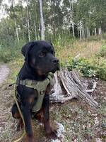Rottweiler hane 7 månader