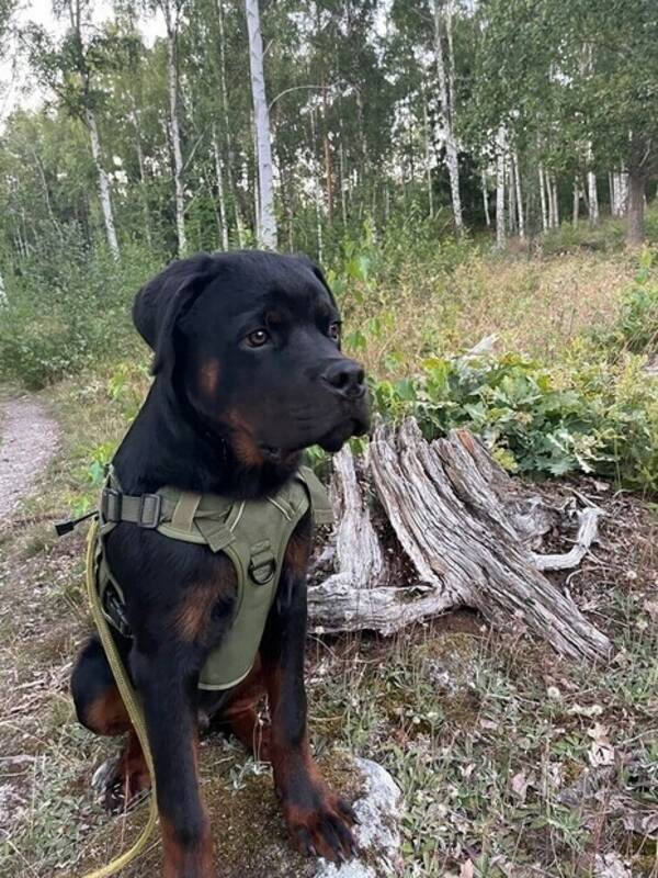 Hund - Rottweiler hane 7 månader 