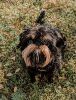 Bosse - griffon