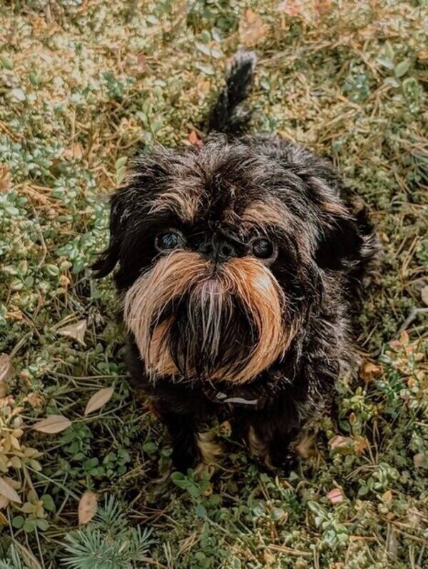 Hund - Bosse - griffon