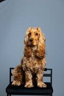 Engelsk cocker spaniel