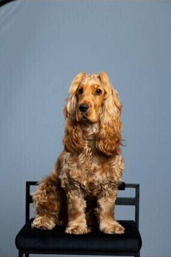 Hund - Engelsk cocker spaniel