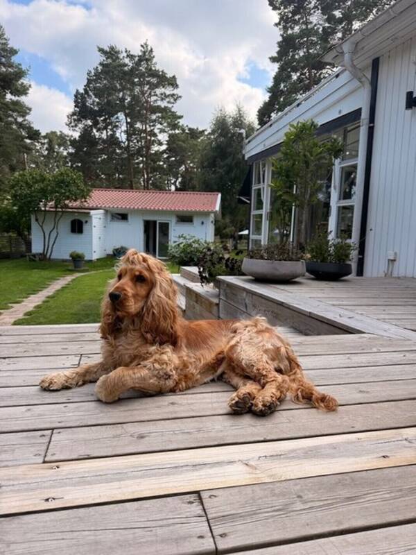 Hund - Engelsk cocker spaniel