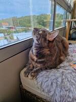 Katten Svea