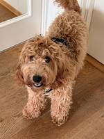 Cockapoo