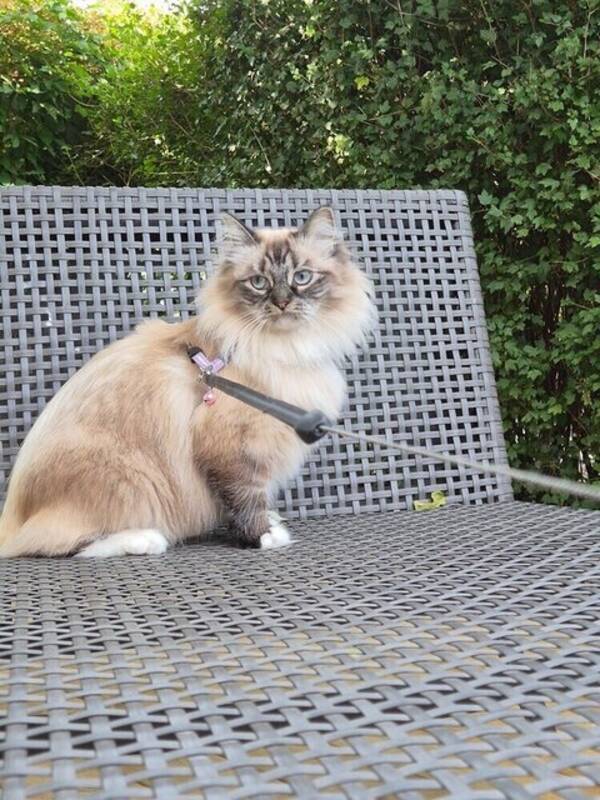 Katt - Lexie