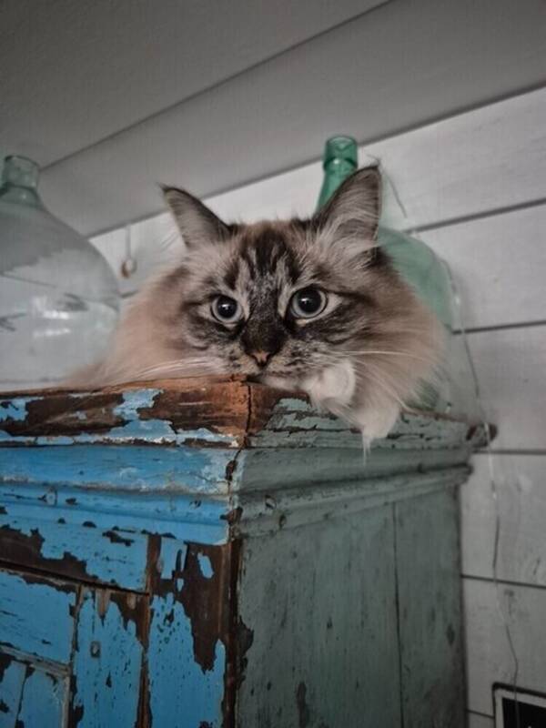 Katt - Lexie