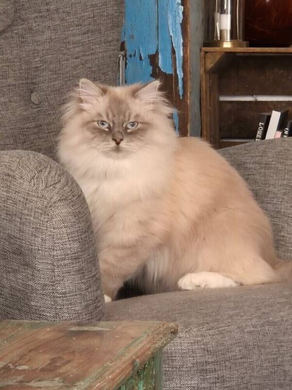 Katt - Texas 