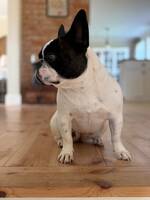 Fransk bulldog 