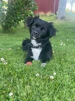 Pablo the dog